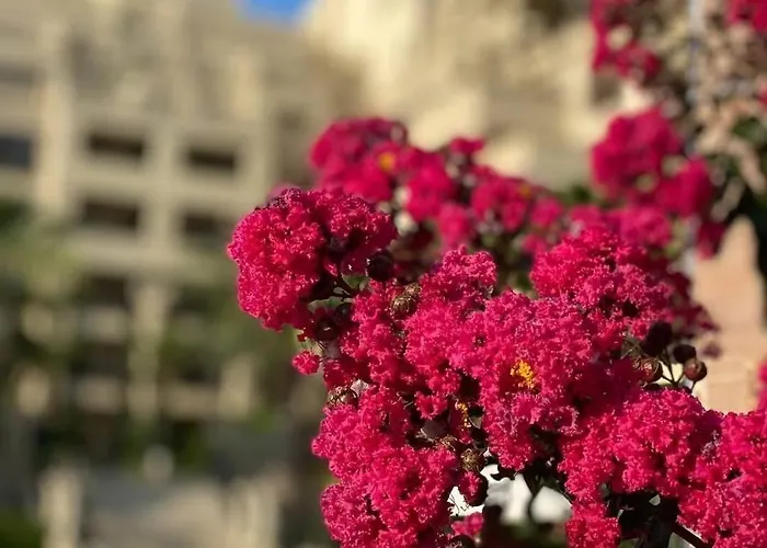 Appartamento Argisht 647